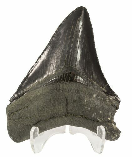 Serrated, Fossil Megalodon Tooth - South Carolina #51012